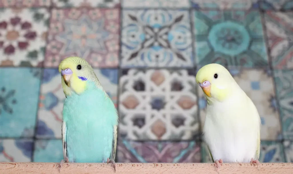 Are Parakeets And Budgies The Same