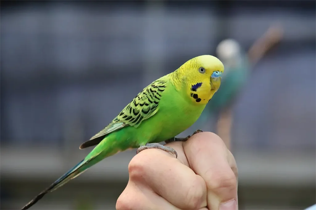 Are Parakeets And Budgies The Same