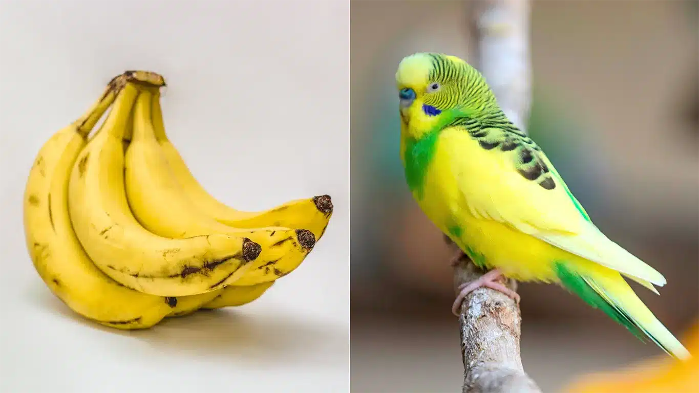 Can Budgies Eat Bananas