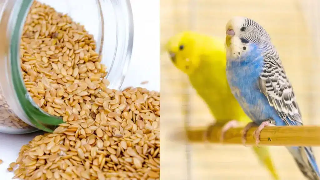 Can Budgies Eat Sesame Seeds