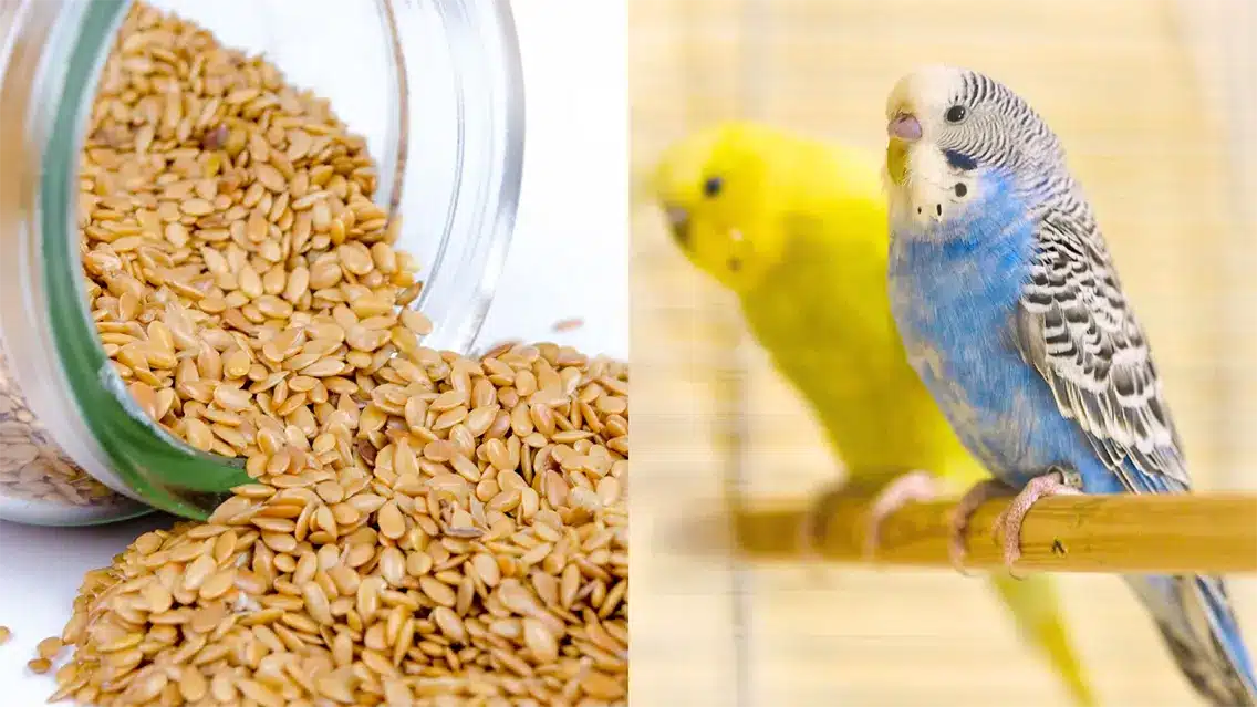 Can Budgies Eat Sesame Seeds? (Good And Bad Explained)