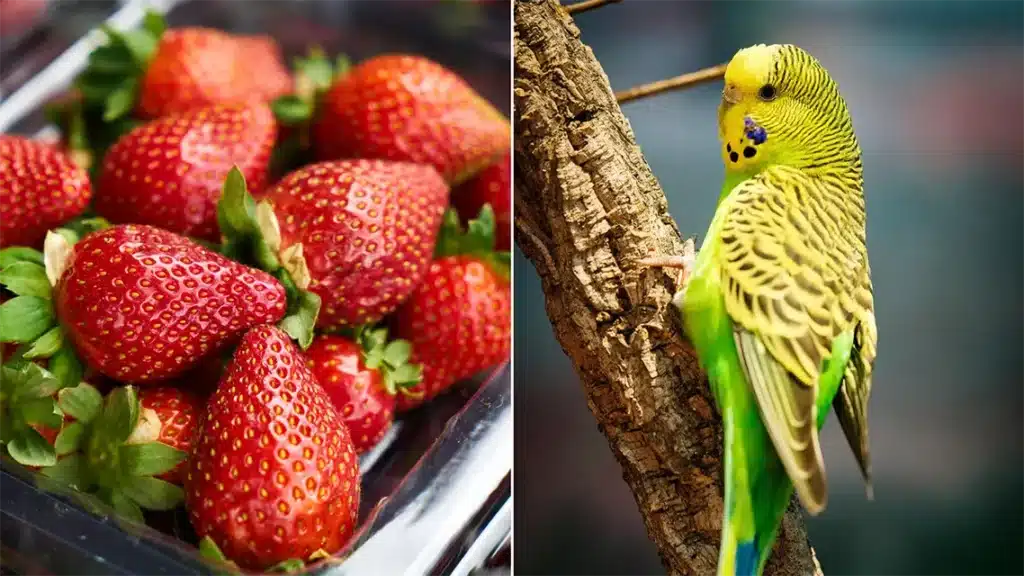 Can Budgies Eat Strawberries