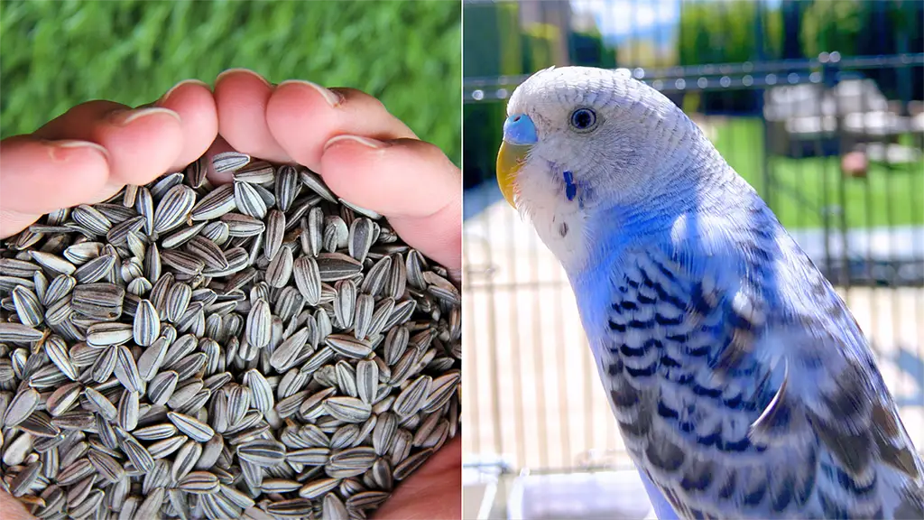 Can Budgies Eat Sunflower Seeds