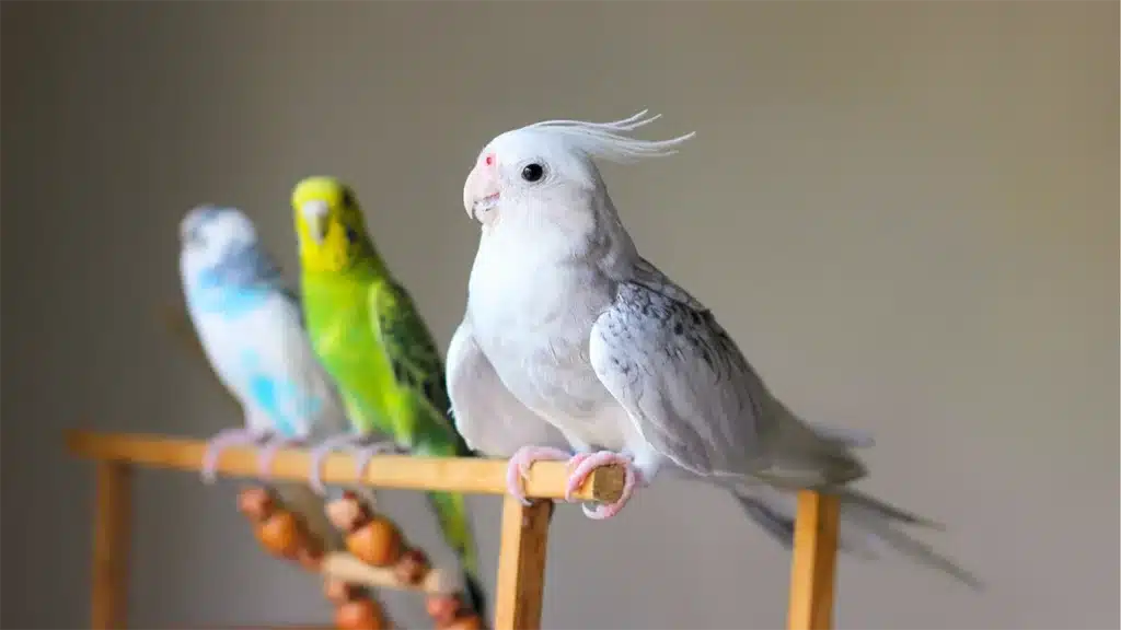 Do Budgies And Cockatiels Get Along