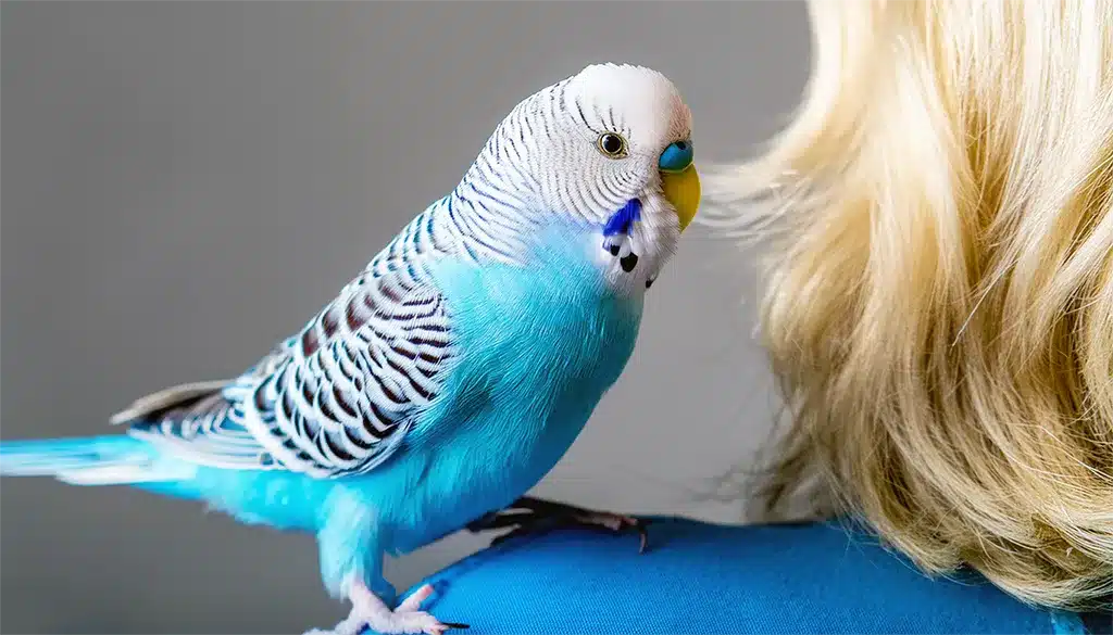 Are Budgies Loud