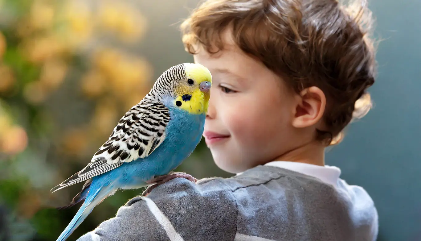 How Do Budgies See Humans