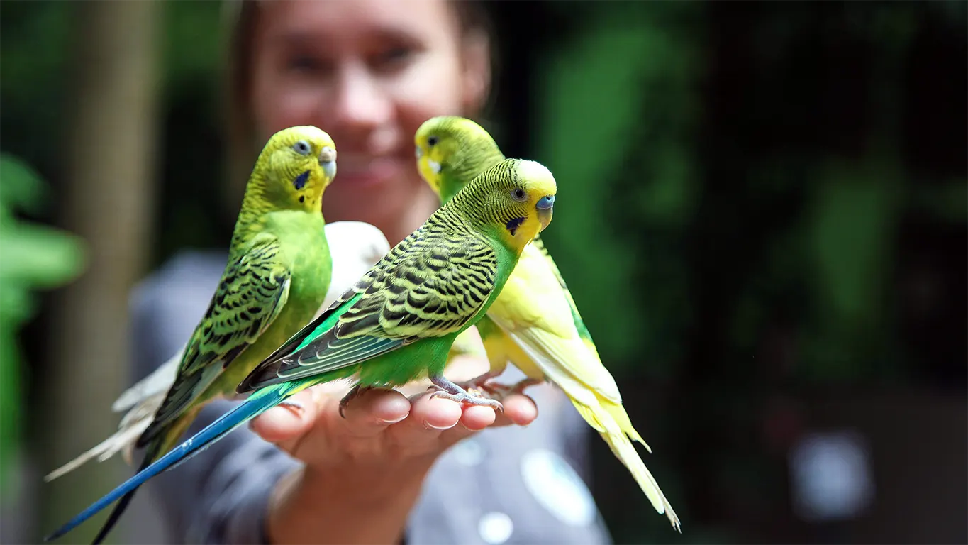 How Many Budgies Should I Get