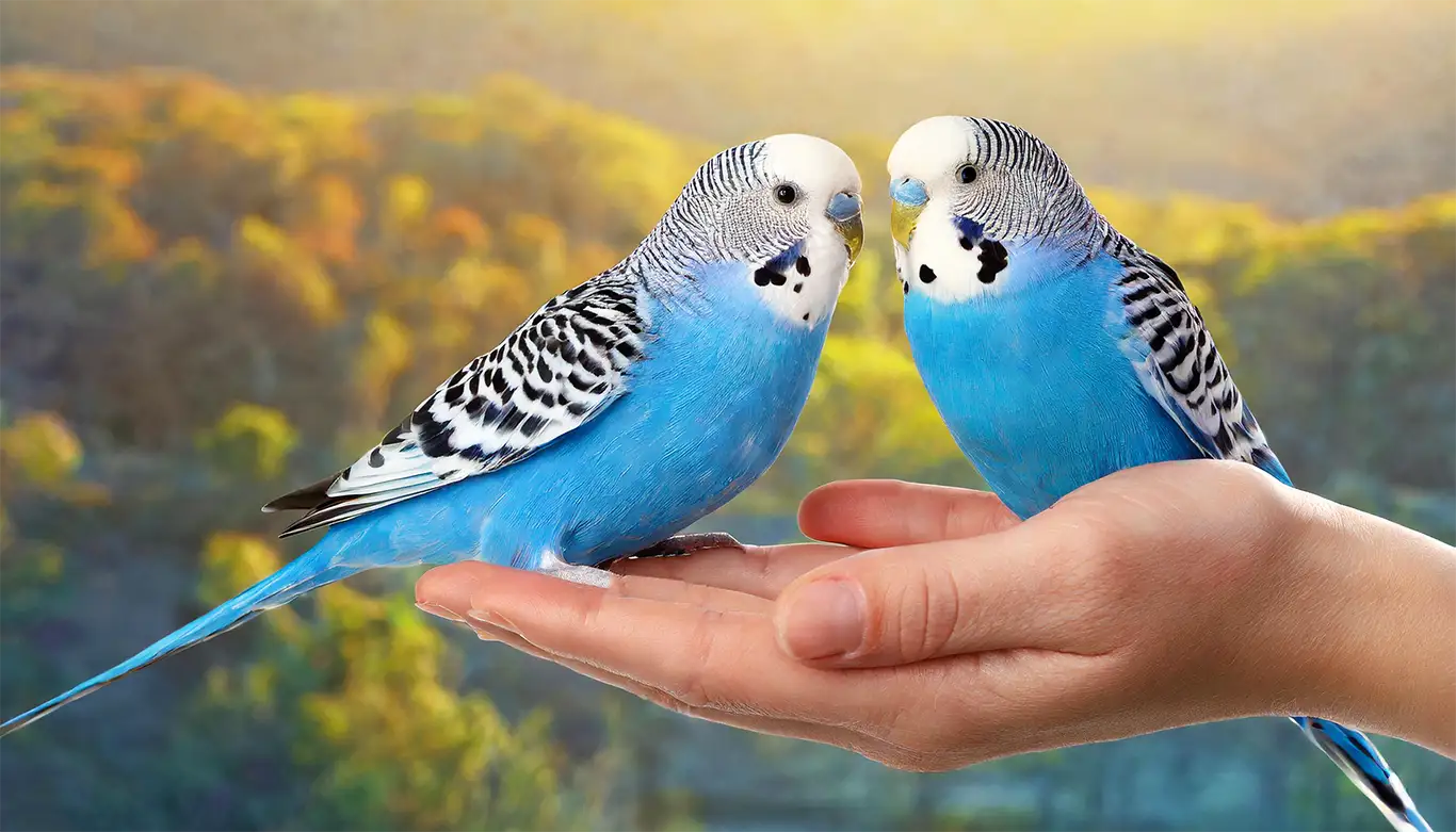 How Smart Are Budgies