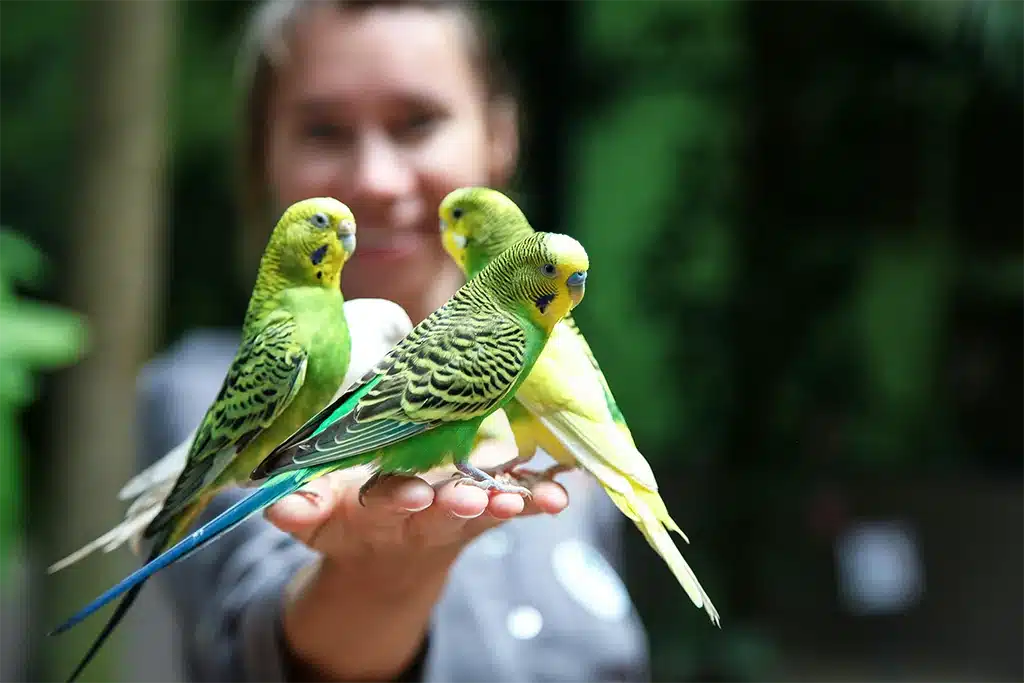 How Smart Are Budgies
