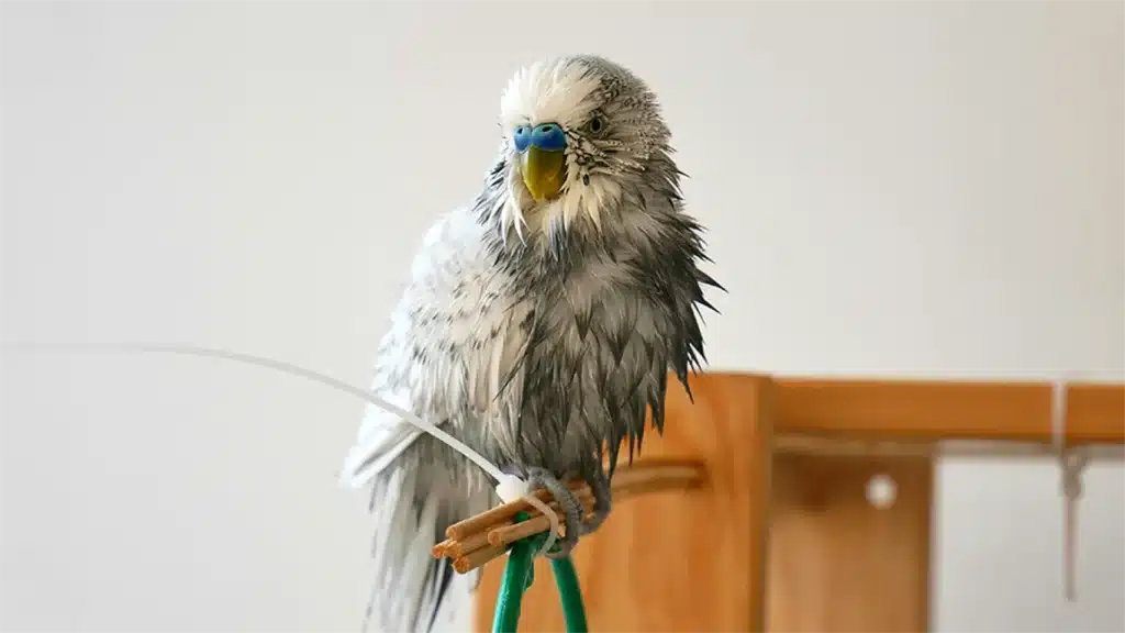 How to Dry a Budgie After a Bath