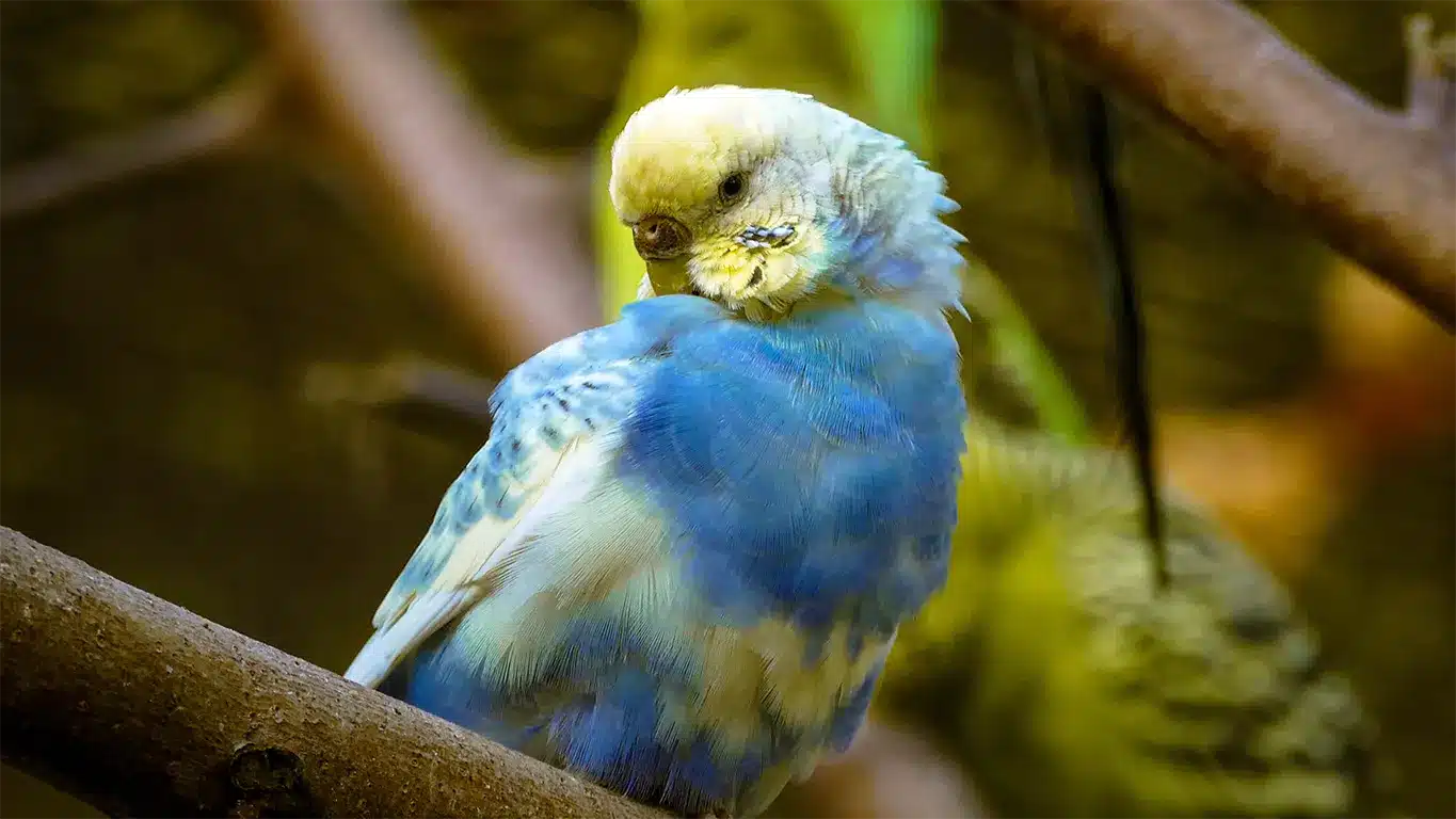 Stressed Budgie Behaviour