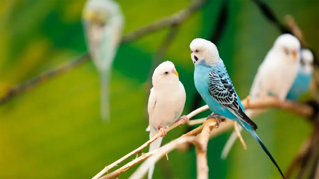 What Birds Can Live With Budgies