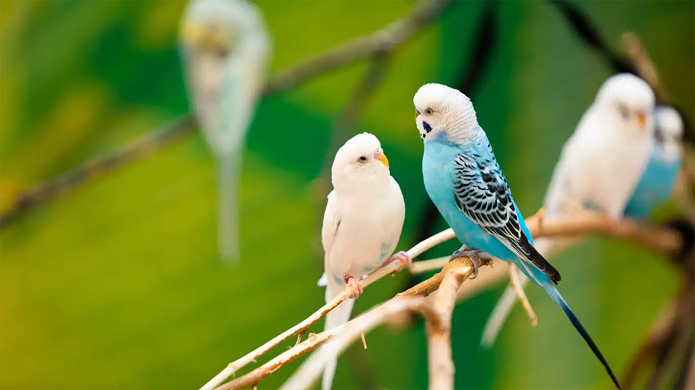 What Birds Can Live With Budgies