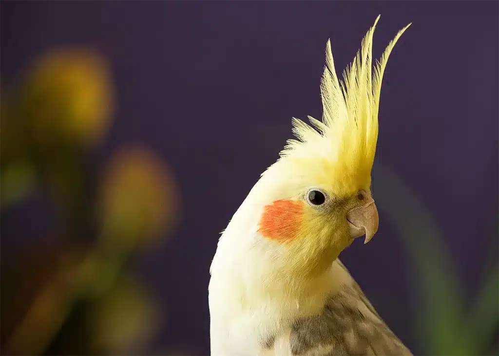 What Birds Can Live With Budgies