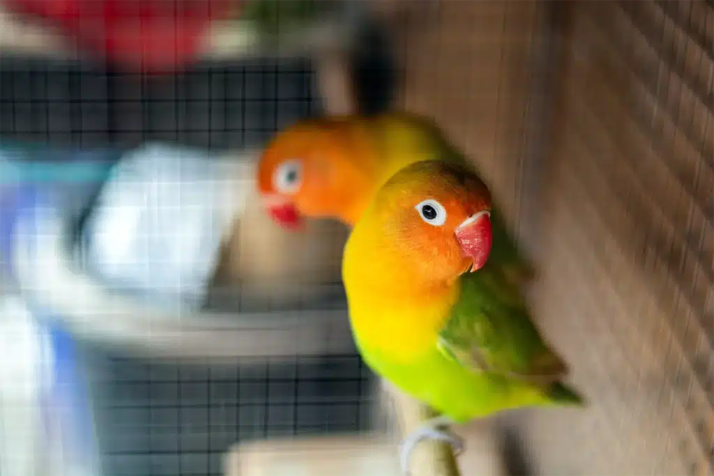 What Birds Can Live With Budgies