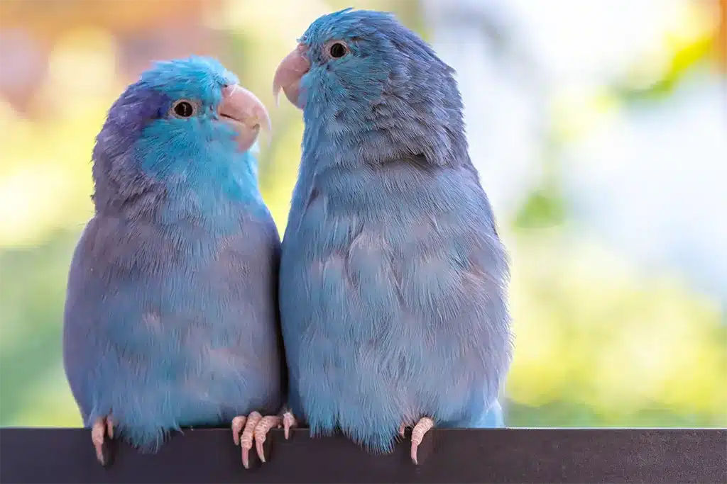 What Birds Can Live With Budgies