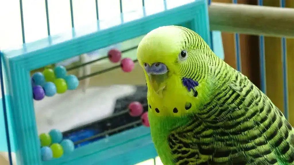 what do budgies need in their cage