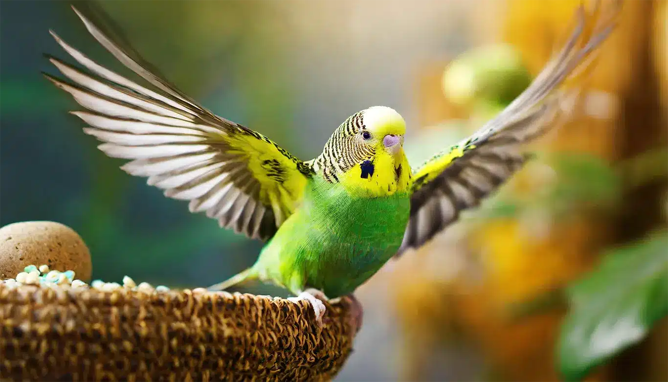 Why Do Budgies Flap Their Wings