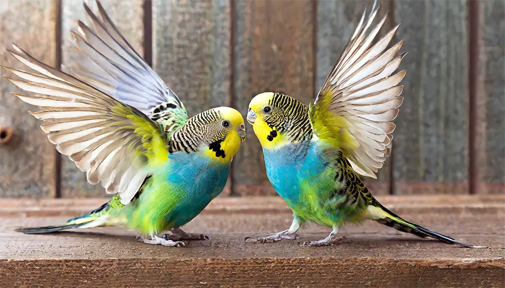 Why Do Budgies Flap Their Wings At Each Other