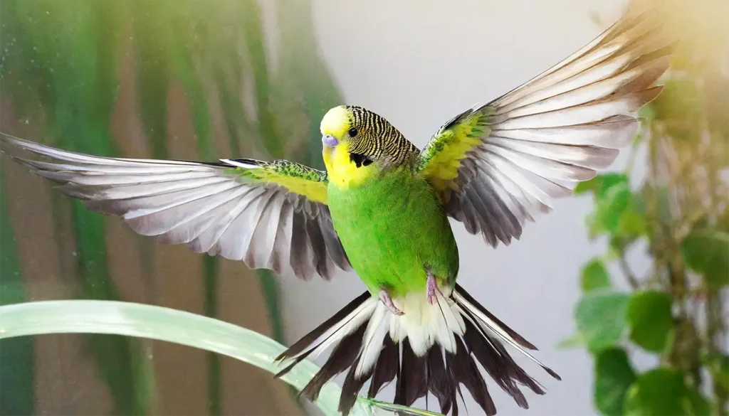 Why Do Budgies Flap Their Wings