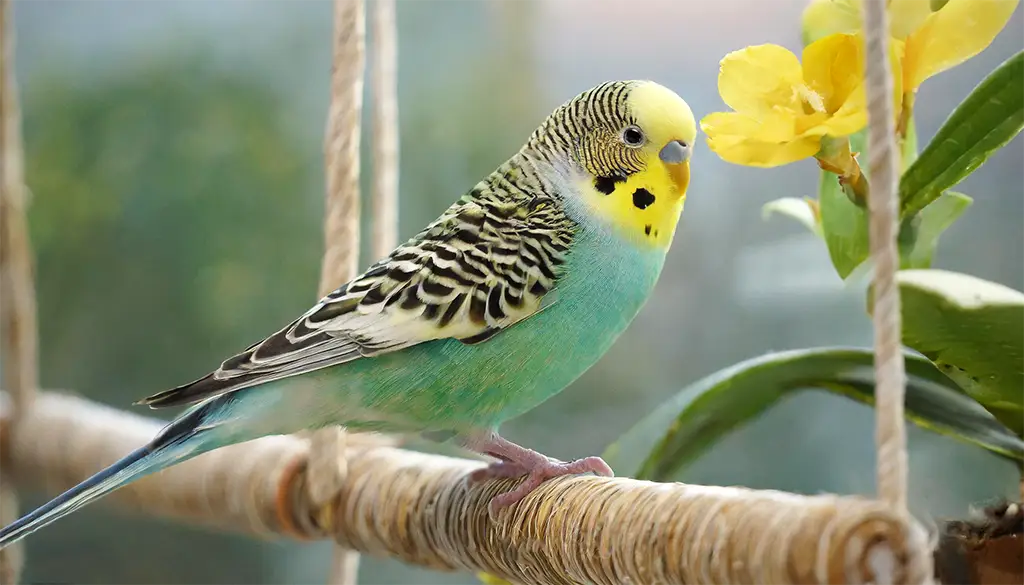 why do budgies stand on one leg