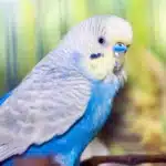Why Is My Budgie Chirping Quietly