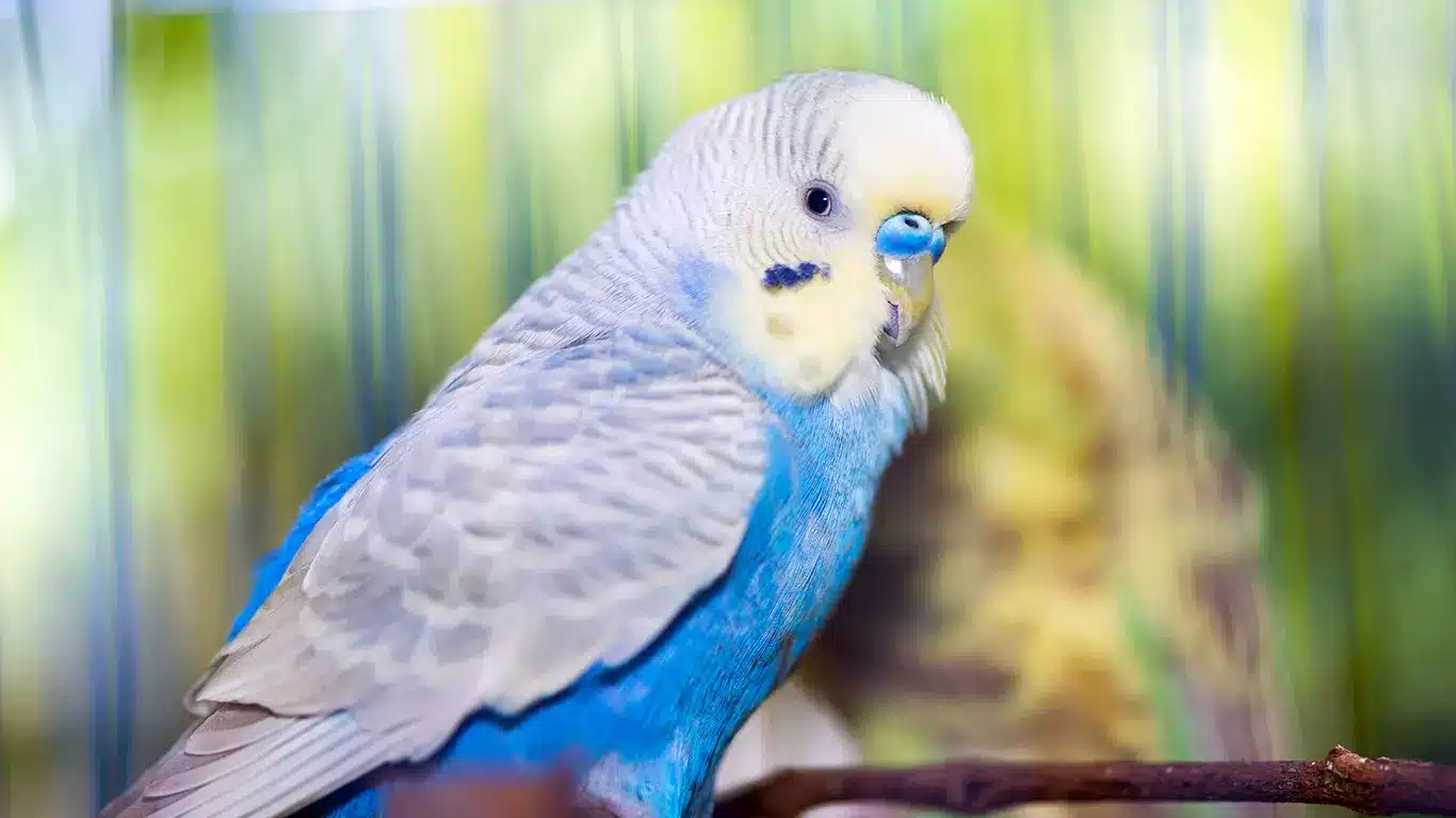 Why Is My Budgie Chirping Quietly