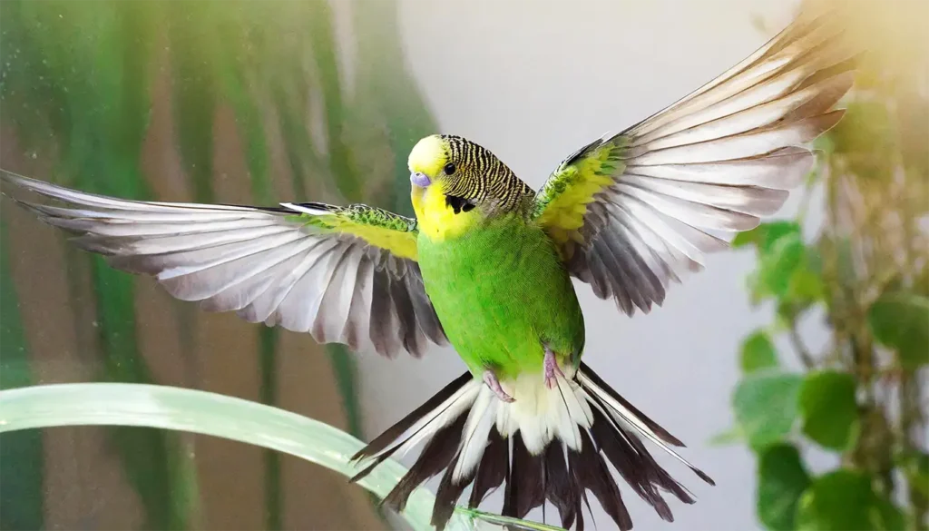 Are Budgies Good Pets