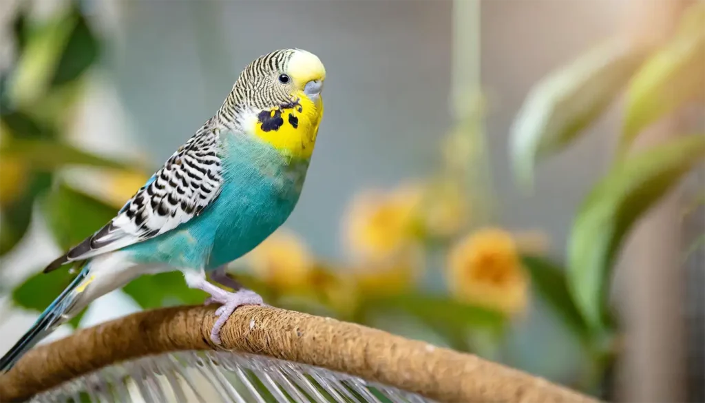 How Long Do Budgies Live