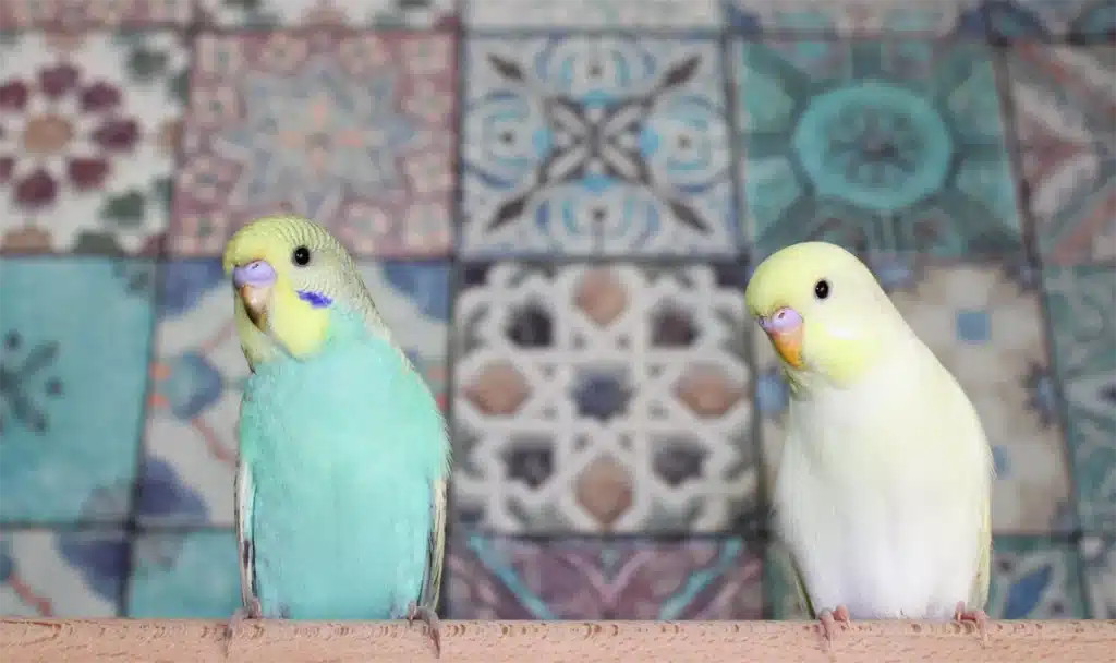 Are Budgies Good Pets