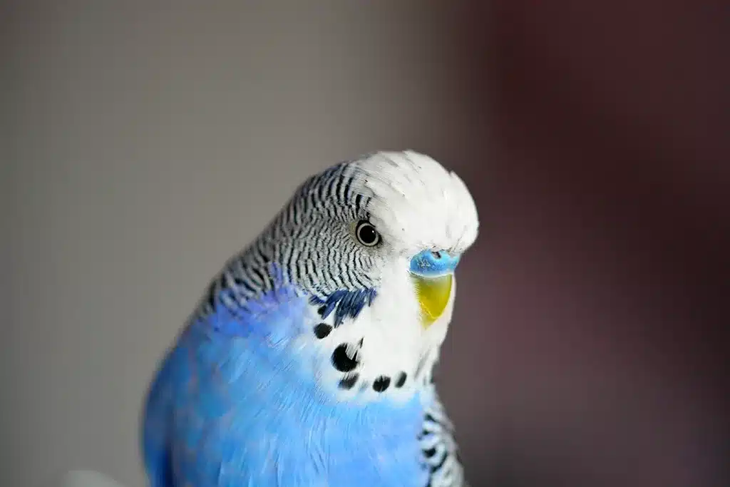 How Long Do Budgies Live