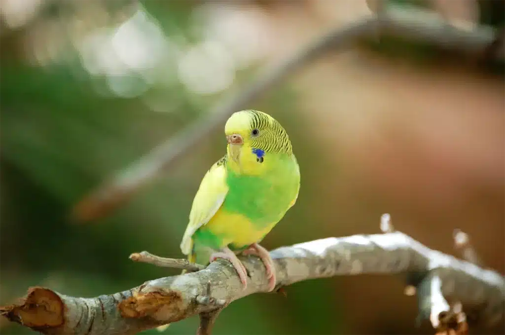 How Long Do Budgies Live